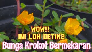 DETIK-DETIK BUNGA KROKOT MEKAR DENGAN INDAHNYA