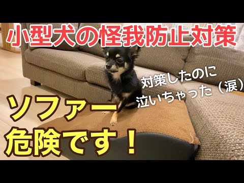 かわいい犬|ロングコートチワワのウルくん【小型犬の怪我防止対策!!骨折しやすい愛犬を守ろう】