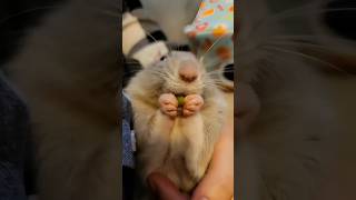 The Most Polite Rat You’ll Ever Meet