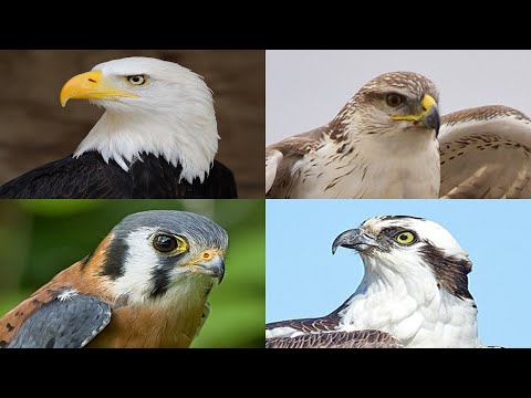 Eagles, Hawks, Falcons, and Ospreys: What's the Difference? 
