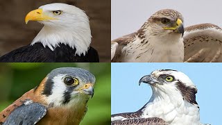 Eagles, Hawks, Falcons, and Ospreys: What's the Difference?