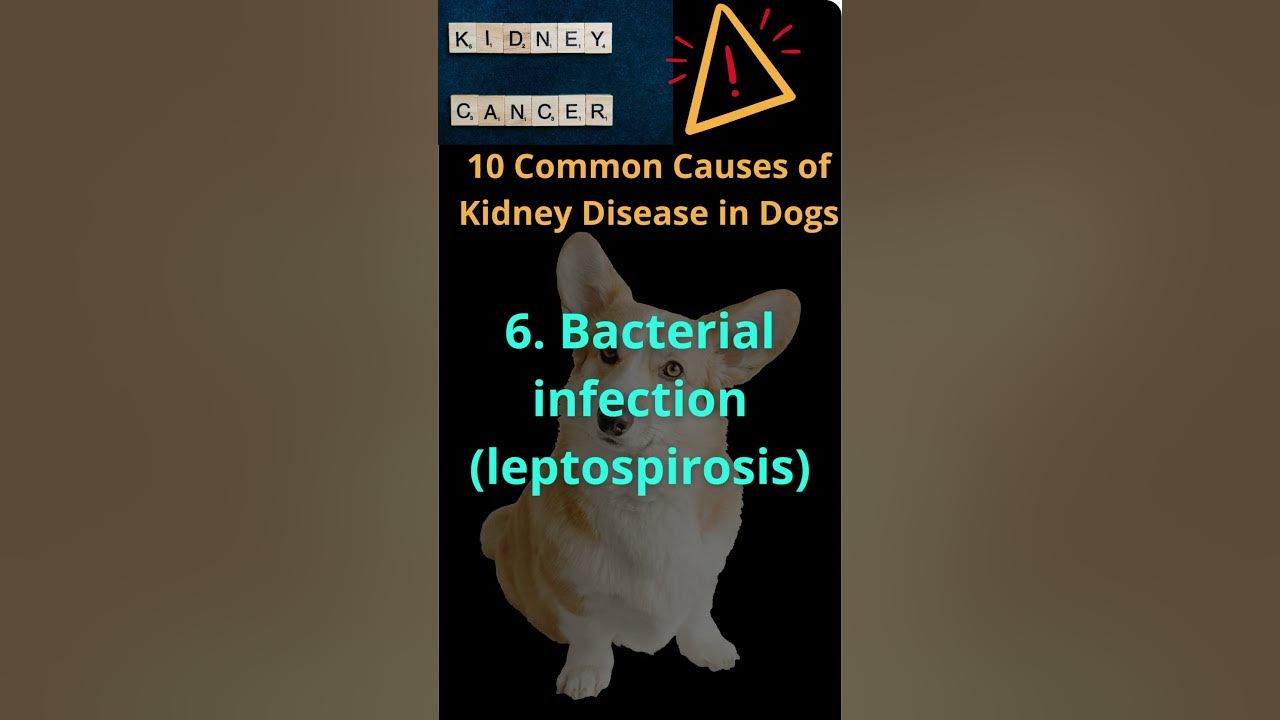 06-10-common-causes-of-kidney-disease-in-dogs-shorts-youtube