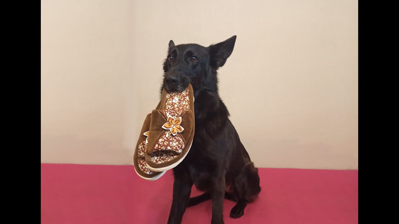 как научить щенка приносить как научить щенка приносить