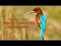 Whitethroated kingfisher   whitethroated kingfisher call song  whitethroated kingfisher sounds