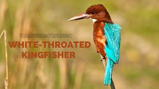 Whitethroated kingfisher  ! Whitethroated kingfisher Call Song ! Whitethroated kingfisher Sounds