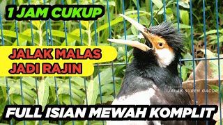 MASTERAN TERAPI JALAK SUREN MALAS BUNYI DENGAN SUARA JALAK SUREN GACOR FULL ISIAN AGAR CEPAT GACOR