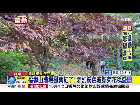 福壽山農場楓葉紅了! 夢幻粉色波斯菊花毯盛開│中視新聞 20220930