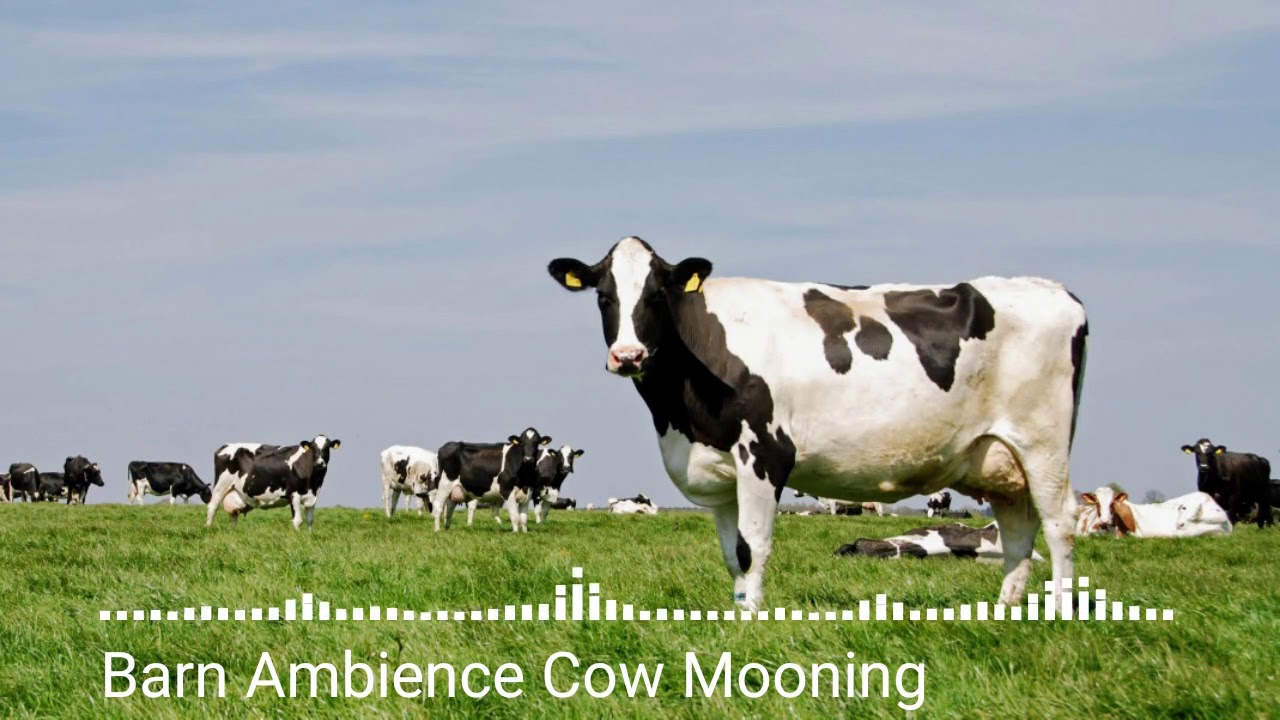 Animal sounds, Barn Ambience Cow Mooning YouTube Animal sounds, Barn Ambience Cow Mooning YouTube