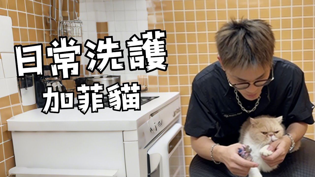 日常洗護 自備喜感加菲貓  #寵物洗澡 #寵小哥洗護