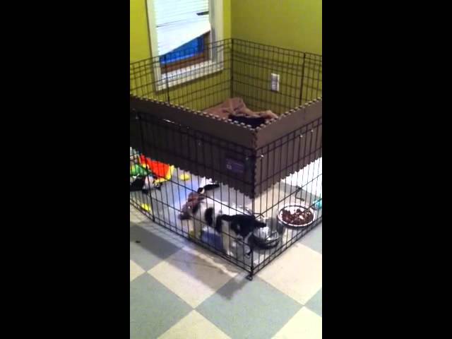 puppy jumps out of playpen