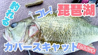 琵琶湖　釣れる！カバースキャット2.5インチ！！