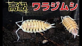 ダンゴムシ　茶碗　(つくる哲学) 埼玉県産 トウキョウコシビロダンゴムシ 5匹 ダンゴムシ