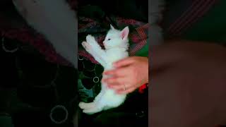 relaxing time #whitekitty #cutecat #viral #ytvideo2024
