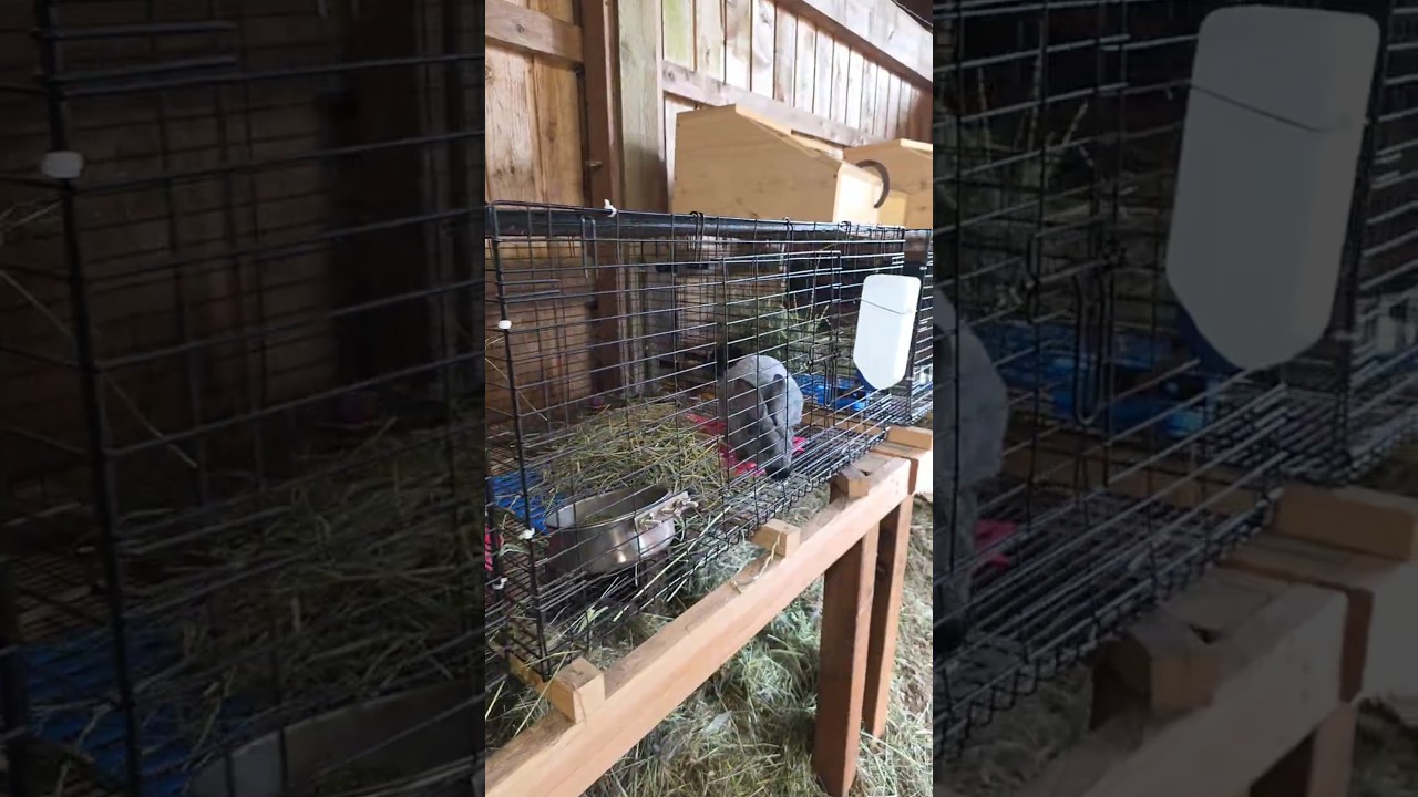 Update on Our Rabbitry 
