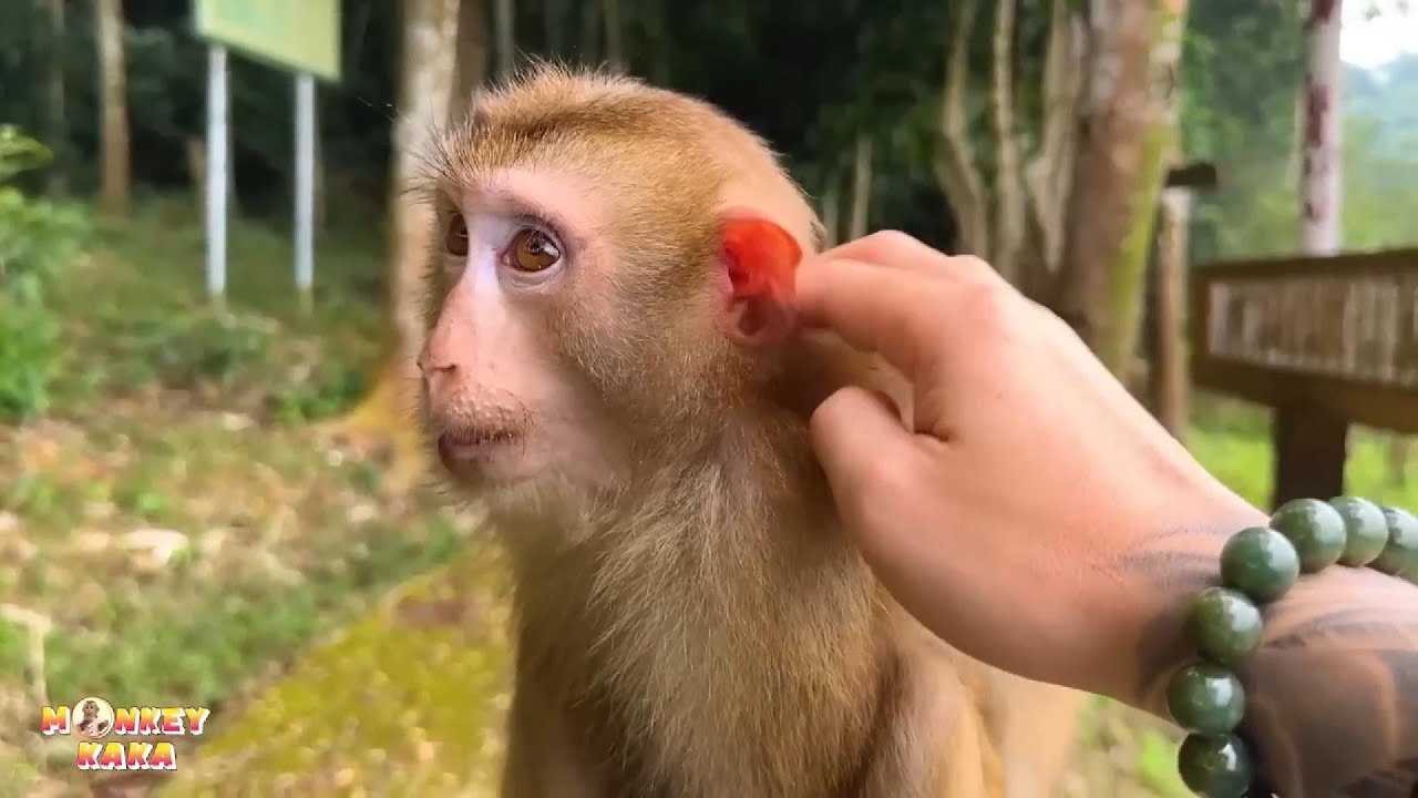Лицо обезьяны Каки было искажено печалью, а в глазах читалась жалость.