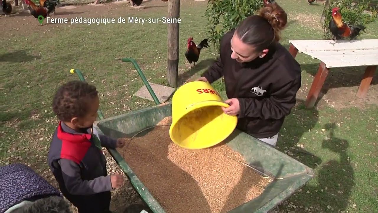 👉 Découvrez la ferme pédagogique 📍 à Méry-sur-Seine : Le coq gaulois🐓 ⤵️