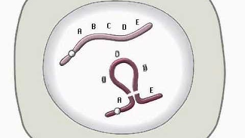Paracentric Inversion (Inversão Paracêntrica)