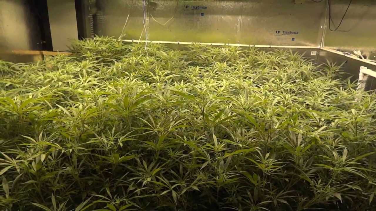 Room A - Blue Dream Cannabis Grow - Flower Part 1