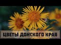 Цветы Донского края. Часть 11. Оттенки середины лета. // Clever Cricket