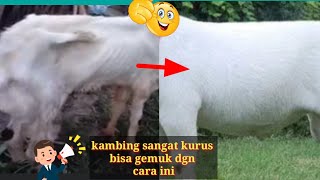 PAKAN ini bikin kambing kurus jadi gemuk ~BUKTIKAN ‼️