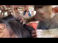 ASMR Monkey Grooming Monkey Grooming And Finding Lice ASMR Monkey Grooming Monkey Grooming And Finding Lice
