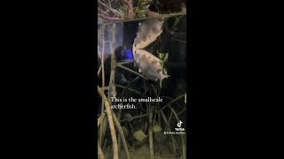 Smallscale Archerfish Feed