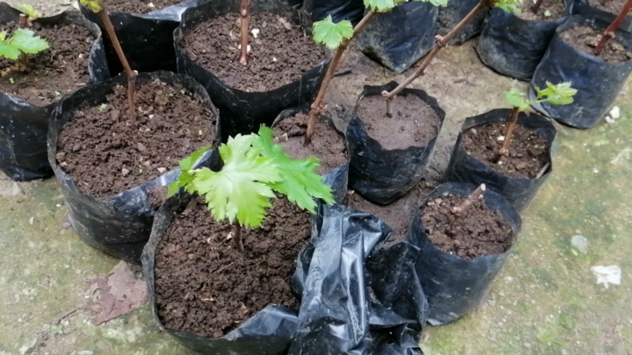 SUCCESSFUL RESULT OF CALLUS METHOD/GRAPES CUTTINGS WITH ROOTS/HOW TO PLANT GRAPES WITH ROOTS