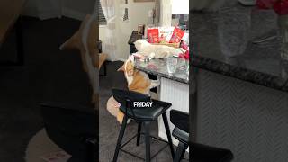 Cat Secretly Brings Dog Treats!