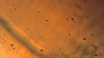 12-2 Device chemoattractant.avi