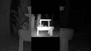 Raccoon spa night #funnyanimal #wildlife #animals #follow #raccoons #wildlifeentertainment #fyp