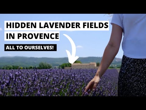 BEAUTIFUL LAVENDER FIELDS!!! (Driving through Provence, France)