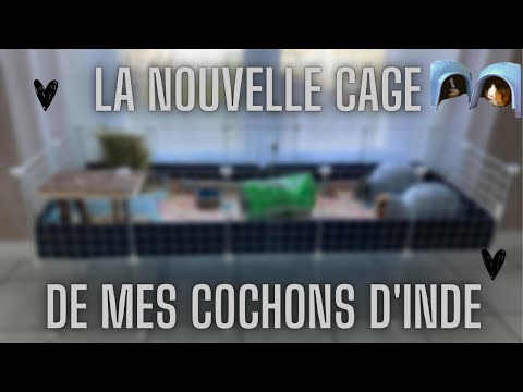 ⤅ LA NOUVELLE CAGE DE MES COCHONS D&rsquo;INDE