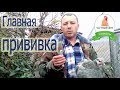 Вакцинация кур. Псевдочума или болезнь Ньюкасла. Нюансы вакцинации