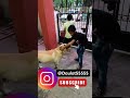 Day 4 | AS Warrior Pain Free in 7 Days 💪 | Full Pushup Start | Daulat Playing with kids 🐶