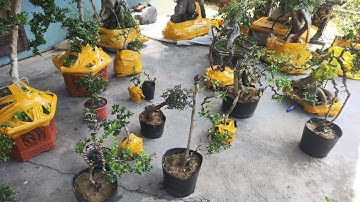 Sáng 12.11 Zalo 0359540980 gl cây cảnh các loại giá rẻ bao síp toàn quốc 