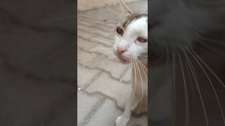 Ben Böyle Kıskanç Kedi Görmedim🥺