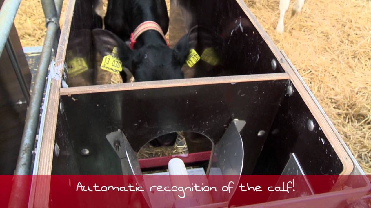 Urban Calfmom Alma English 720p Youtube