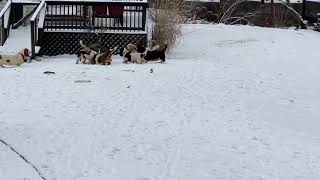 Morning Calisthenics by BassetBottomBassets European Basset Hound Puppies 281 views 3 years ago 1 minute, 6 seconds