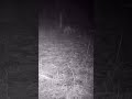 Лиса в тумане. #фотоловушка #рек #интересное #ночнойлес #animals #interesting #природа #fox
