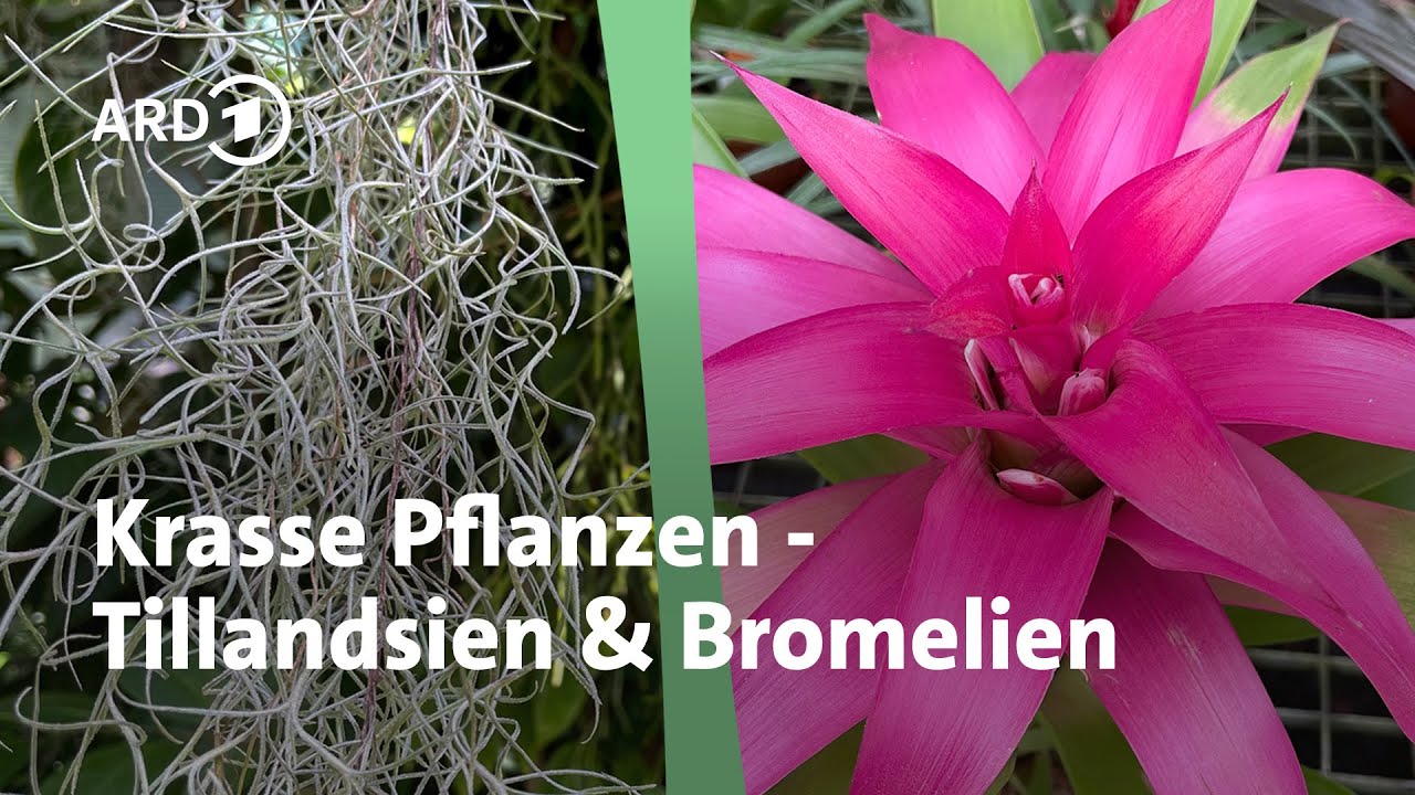 Bromelien und Tillandsien: Pflegetipps fr die exotischen Zimmerpflanzen |  MDR Garten