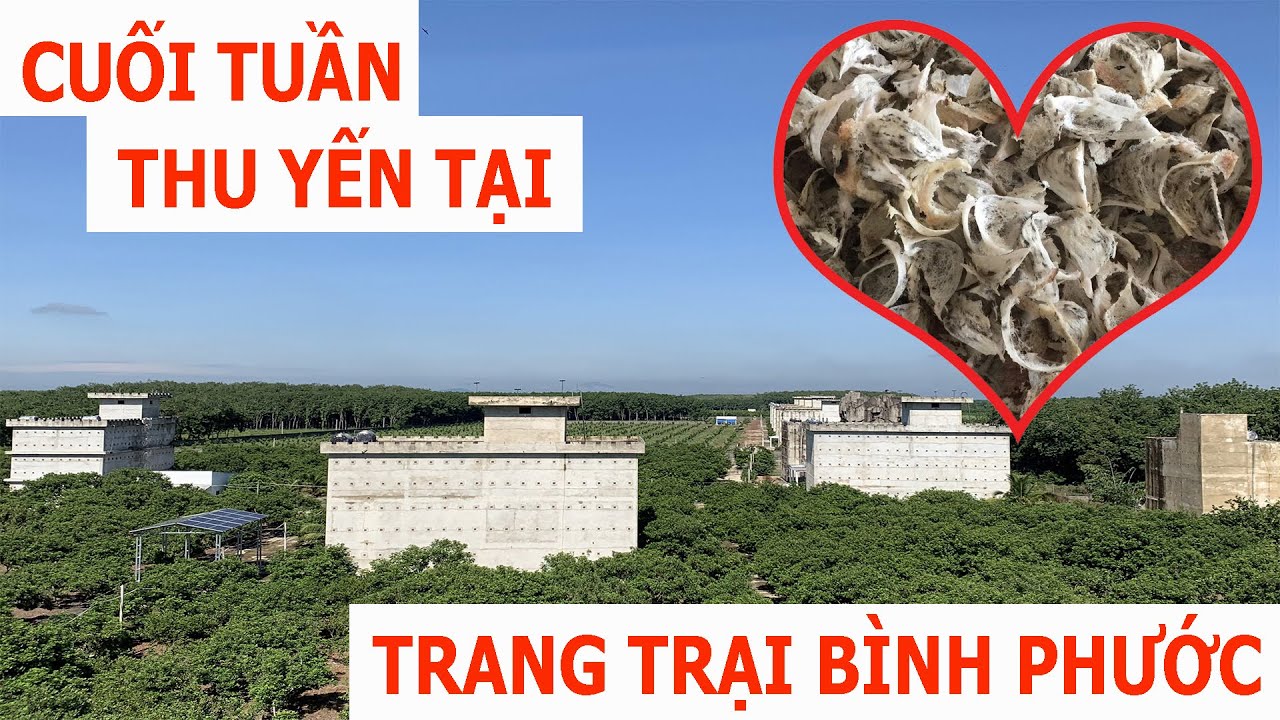 Cuối Tuần Đi Thu Hoạch Yến Tại Trang Trại Yến Sào Thiên Thành - Chơn Thành - Bình Phước
