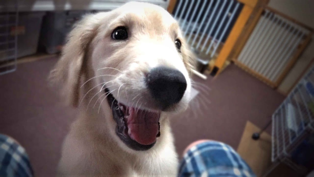 背が伸びて行動力UP！誇らしげな子犬（生後三ヶ月ゴールデンレトリバー）【Golden retriever puppy