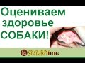 Как оценить здороье собак  Осмотрт слизистой