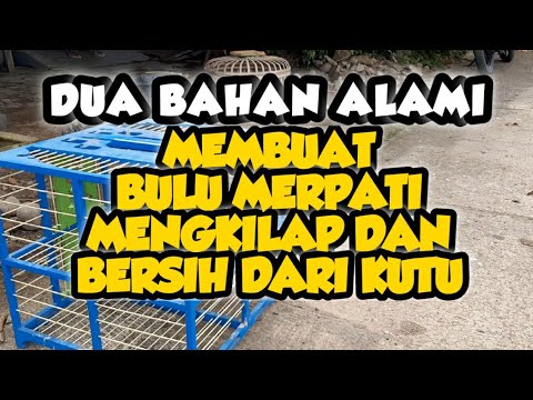 tips memandikan merpati tips memandikan merpati