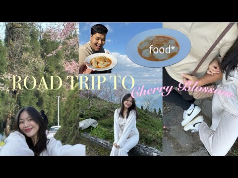 Road Trip To Namchi Temi Tea Garden Cherry Blossom