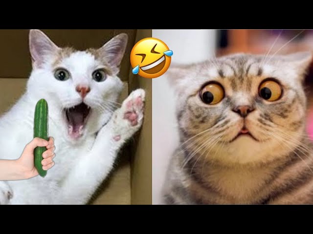 You Laugh You Lose 🤣 Funniest Cats and Dogs 2024 😸🐶 Part 30 class=