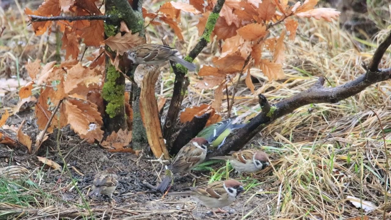 na kŕmidle za dažďa (8)