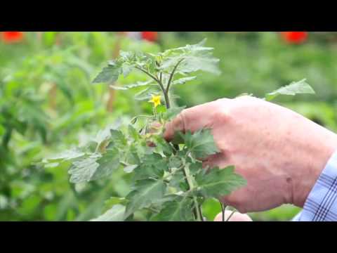 فيديو: إلينوي Beauty Tomato Care - نصائح لزراعة طماطم جمال إلينوي