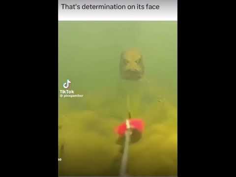 That’s determination on