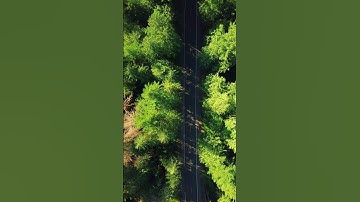 Navigating the Wonders of the Jungle,forest video